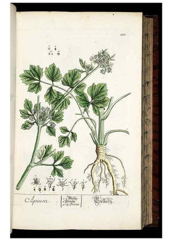 Reproducción/Reproduction 8430048470: Herbarium Blackwellianum emendatum et auctum, id est, Elisabethae Blackwell collectio stirpium. Norimbergae : Typis Io. Iosephi Fleischmanni, 1750-1773.