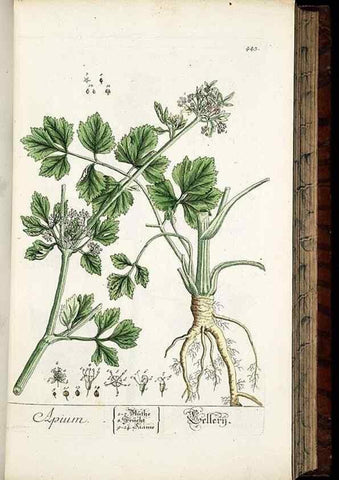 Reproducción/Reproduction 8430048470: Herbarium Blackwellianum emendatum et auctum, id est, Elisabethae Blackwell collectio stirpium. Norimbergae : Typis Io. Iosephi Fleischmanni, 1750-1773.