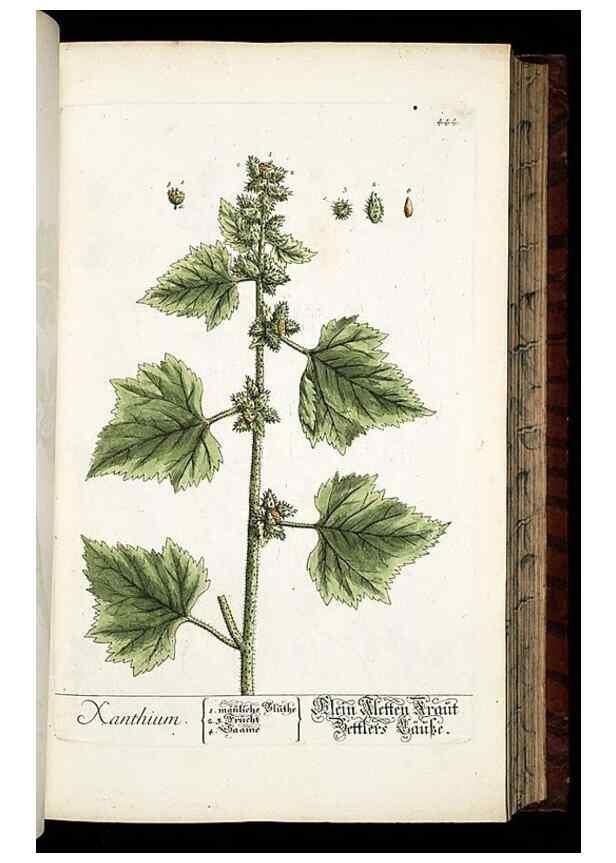 Reproducción/Reproduction 8428960461: Herbarium Blackwellianum emendatum et auctum, id est, Elisabethae Blackwell collectio stirpium. Norimbergae : Typis Io. Iosephi Fleischmanni, 1750-1773.