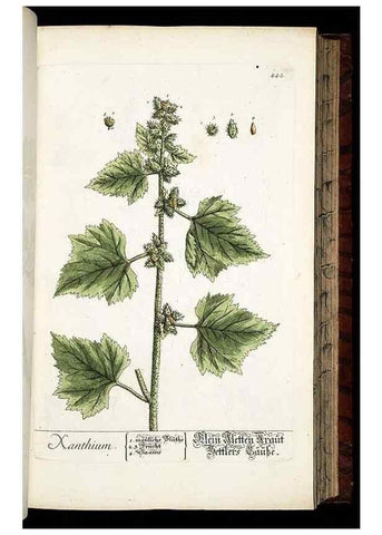 Reproducción/Reproduction 8428960461: Herbarium Blackwellianum emendatum et auctum, id est, Elisabethae Blackwell collectio stirpium. Norimbergae : Typis Io. Iosephi Fleischmanni, 1750-1773.