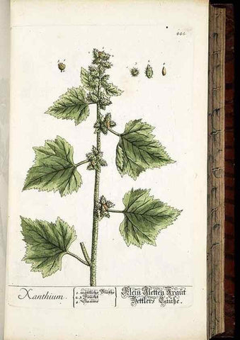 Reproducción/Reproduction 8428960461: Herbarium Blackwellianum emendatum et auctum, id est, Elisabethae Blackwell collectio stirpium. Norimbergae : Typis Io. Iosephi Fleischmanni, 1750-1773.