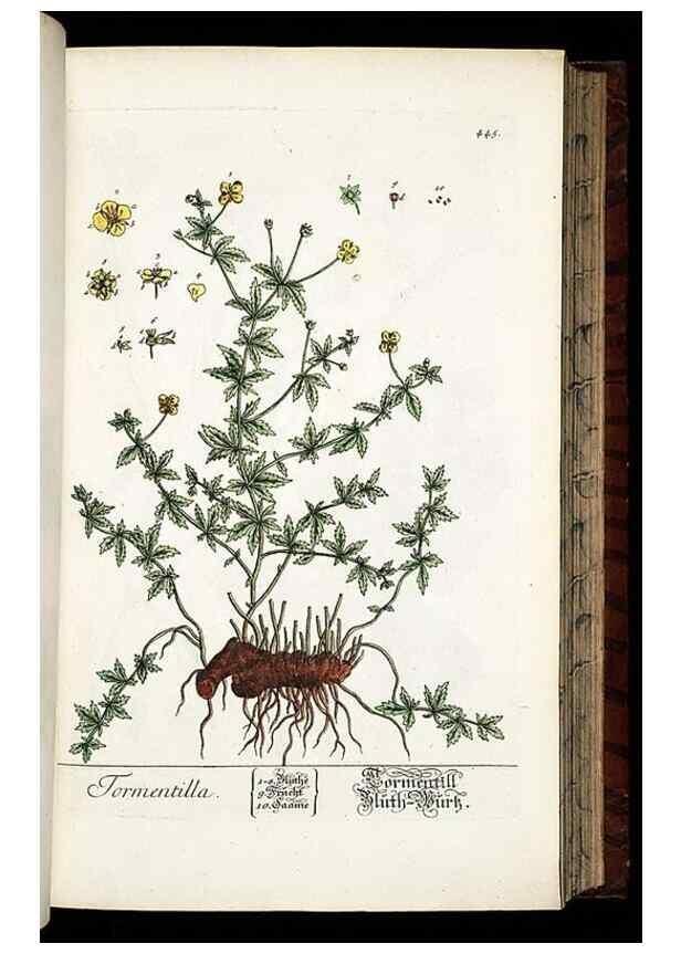 Reproducción/Reproduction 8428960647: Herbarium Blackwellianum emendatum et auctum, id est, Elisabethae Blackwell collectio stirpium. Norimbergae : Typis Io. Iosephi Fleischmanni, 1750-1773.