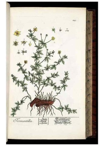 Reproducción/Reproduction 8428960647: Herbarium Blackwellianum emendatum et auctum, id est, Elisabethae Blackwell collectio stirpium. Norimbergae : Typis Io. Iosephi Fleischmanni, 1750-1773.
