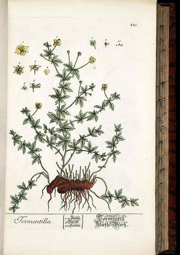 Reproducción/Reproduction 8428960647: Herbarium Blackwellianum emendatum et auctum, id est, Elisabethae Blackwell collectio stirpium. Norimbergae : Typis Io. Iosephi Fleischmanni, 1750-1773.