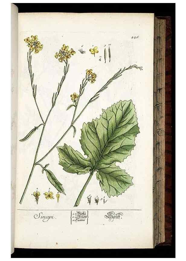 Reproducción/Reproduction 8430049054: Herbarium Blackwellianum emendatum et auctum, id est, Elisabethae Blackwell collectio stirpium. Norimbergae : Typis Io. Iosephi Fleischmanni, 1750-1773.
