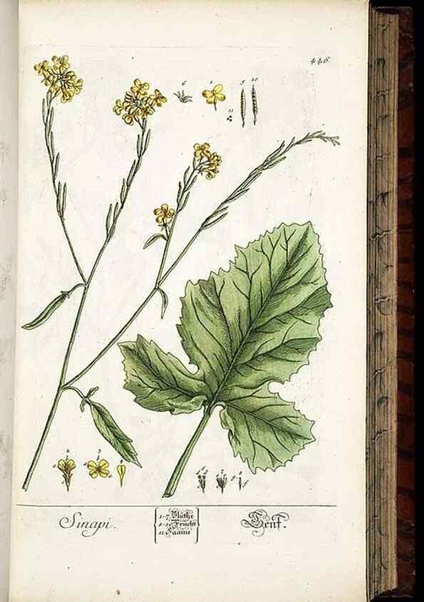 Reproducción/Reproduction 8430049054: Herbarium Blackwellianum emendatum et auctum, id est, Elisabethae Blackwell collectio stirpium. Norimbergae : Typis Io. Iosephi Fleischmanni, 1750-1773.