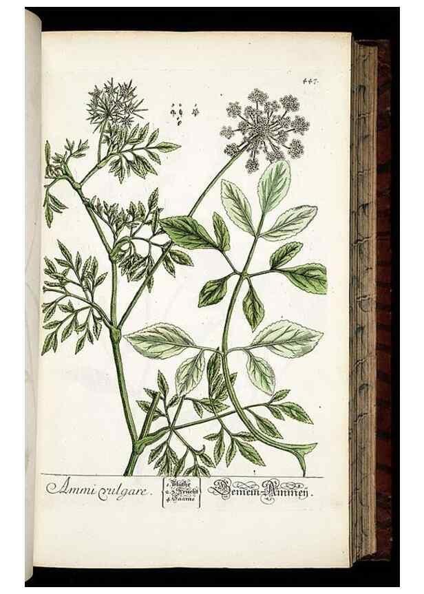 Reproducción/Reproduction 8428961115: Herbarium Blackwellianum emendatum et auctum, id est, Elisabethae Blackwell collectio stirpium. Norimbergae : Typis Io. Iosephi Fleischmanni, 1750-1773.
