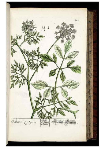 Reproducción/Reproduction 8428961115: Herbarium Blackwellianum emendatum et auctum, id est, Elisabethae Blackwell collectio stirpium. Norimbergae : Typis Io. Iosephi Fleischmanni, 1750-1773.