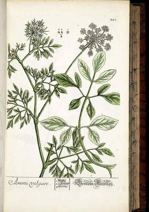 Reproducción/Reproduction 8428961115: Herbarium Blackwellianum emendatum et auctum, id est, Elisabethae Blackwell collectio stirpium. Norimbergae : Typis Io. Iosephi Fleischmanni, 1750-1773.