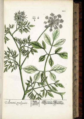 Reproducción/Reproduction 8428961115: Herbarium Blackwellianum emendatum et auctum, id est, Elisabethae Blackwell collectio stirpium. Norimbergae : Typis Io. Iosephi Fleischmanni, 1750-1773.