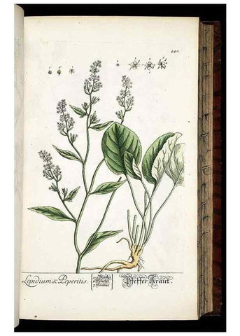 Reproducción/Reproduction 8428961311: Herbarium Blackwellianum emendatum et auctum, id est, Elisabethae Blackwell collectio stirpium. Norimbergae : Typis Io. Iosephi Fleischmanni, 1750-1773.
