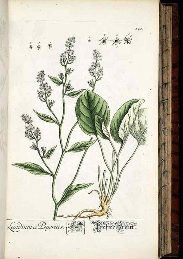 Reproducción/Reproduction 8428961311: Herbarium Blackwellianum emendatum et auctum, id est, Elisabethae Blackwell collectio stirpium. Norimbergae : Typis Io. Iosephi Fleischmanni, 1750-1773.