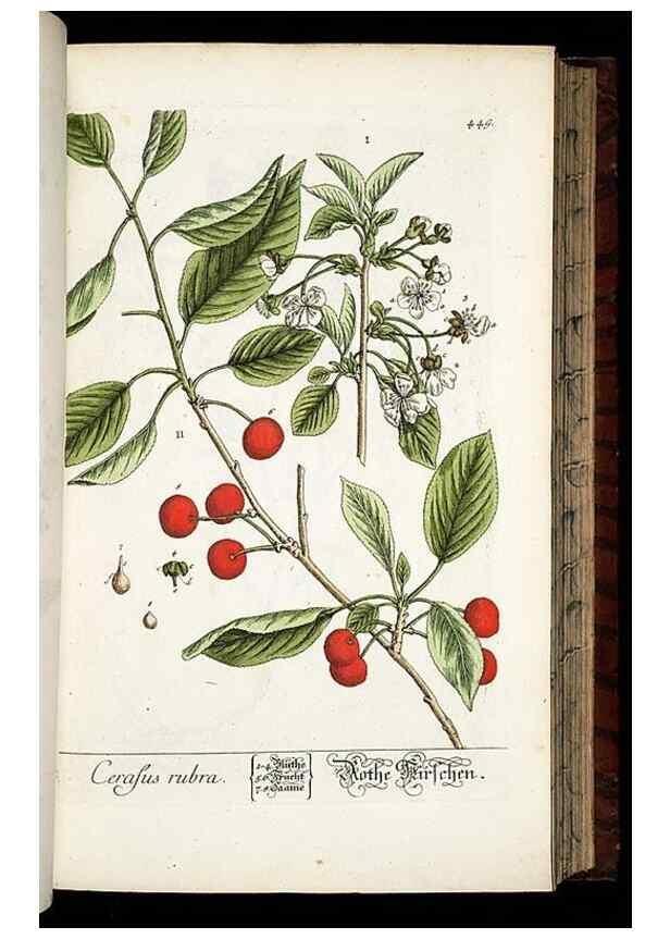 Reproducción/Reproduction 8428961521: Herbarium Blackwellianum emendatum et auctum, id est, Elisabethae Blackwell collectio stirpium. Norimbergae : Typis Io. Iosephi Fleischmanni, 1750-1773.