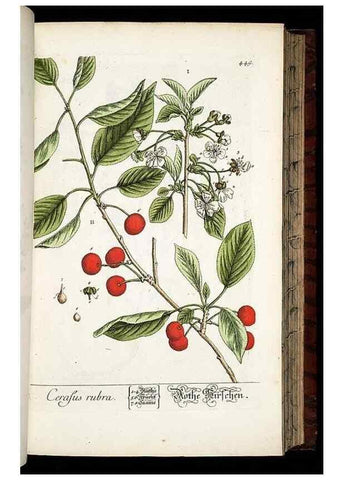 Reproducción/Reproduction 8428961521: Herbarium Blackwellianum emendatum et auctum, id est, Elisabethae Blackwell collectio stirpium. Norimbergae : Typis Io. Iosephi Fleischmanni, 1750-1773.