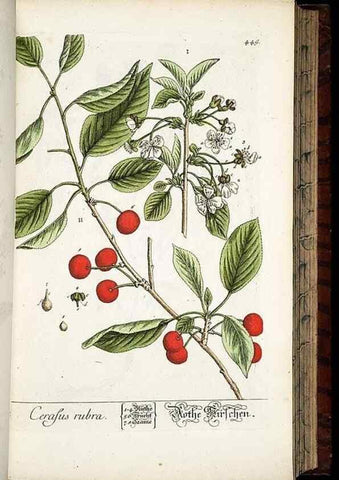 Reproducción/Reproduction 8428961521: Herbarium Blackwellianum emendatum et auctum, id est, Elisabethae Blackwell collectio stirpium. Norimbergae : Typis Io. Iosephi Fleischmanni, 1750-1773.