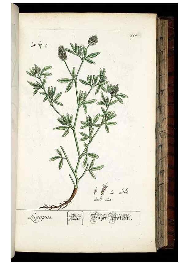 Reproducción/Reproduction 8430049990: Herbarium Blackwellianum emendatum et auctum, id est, Elisabethae Blackwell collectio stirpium. Norimbergae : Typis Io. Iosephi Fleischmanni, 1750-1773.