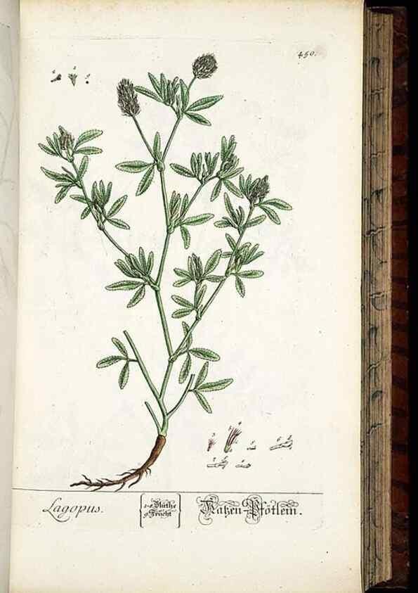 Reproducción/Reproduction 8430049990: Herbarium Blackwellianum emendatum et auctum, id est, Elisabethae Blackwell collectio stirpium. Norimbergae : Typis Io. Iosephi Fleischmanni, 1750-1773.