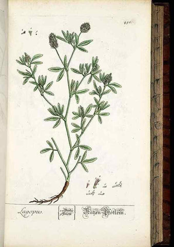 Reproducción/Reproduction 8430049990: Herbarium Blackwellianum emendatum et auctum, id est, Elisabethae Blackwell collectio stirpium. Norimbergae : Typis Io. Iosephi Fleischmanni, 1750-1773.