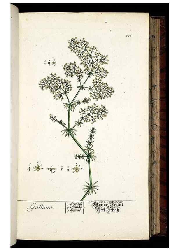 Reproducción/Reproduction 8430046996: Herbarium Blackwellianum emendatum et auctum, id est, Elisabethae Blackwell collectio stirpium. Norimbergae : Typis Io. Iosephi Fleischmanni, 1750-1773.