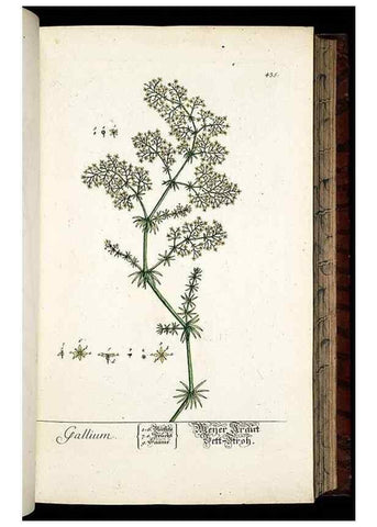 Reproducción/Reproduction 8430046996: Herbarium Blackwellianum emendatum et auctum, id est, Elisabethae Blackwell collectio stirpium. Norimbergae : Typis Io. Iosephi Fleischmanni, 1750-1773.