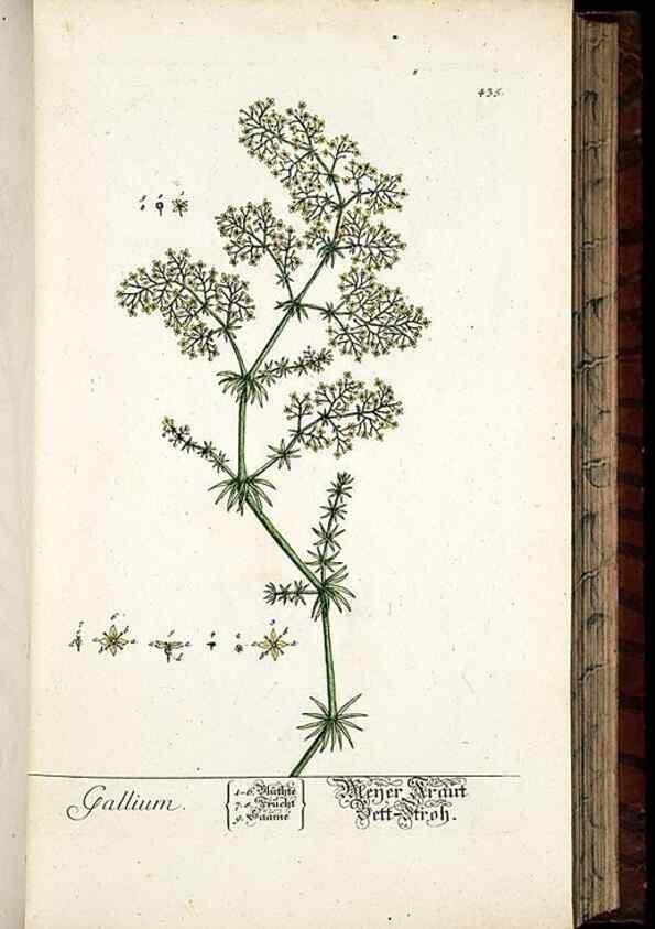 Reproducción/Reproduction 8430046996: Herbarium Blackwellianum emendatum et auctum, id est, Elisabethae Blackwell collectio stirpium. Norimbergae : Typis Io. Iosephi Fleischmanni, 1750-1773.