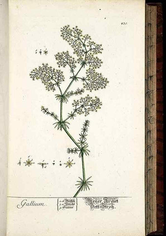 Reproducción/Reproduction 8430046996: Herbarium Blackwellianum emendatum et auctum, id est, Elisabethae Blackwell collectio stirpium. Norimbergae : Typis Io. Iosephi Fleischmanni, 1750-1773.