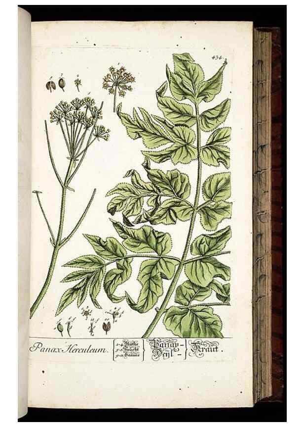 Reproducción/Reproduction 8428958383: Herbarium Blackwellianum emendatum et auctum, id est, Elisabethae Blackwell collectio stirpium. Norimbergae : Typis Io. Iosephi Fleischmanni, 1750-1773.