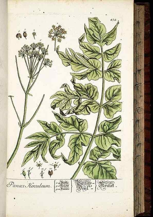 Reproducción/Reproduction 8428958383: Herbarium Blackwellianum emendatum et auctum, id est, Elisabethae Blackwell collectio stirpium. Norimbergae : Typis Io. Iosephi Fleischmanni, 1750-1773.