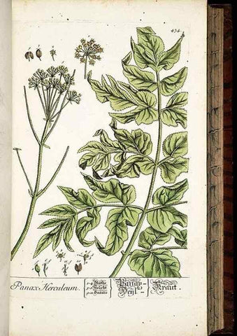 Reproducción/Reproduction 8428958383: Herbarium Blackwellianum emendatum et auctum, id est, Elisabethae Blackwell collectio stirpium. Norimbergae : Typis Io. Iosephi Fleischmanni, 1750-1773.