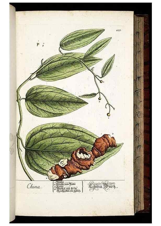 Reproducción/Reproduction 8430046516: Herbarium Blackwellianum emendatum et auctum, id est, Elisabethae Blackwell collectio stirpium. Norimbergae : Typis Io. Iosephi Fleischmanni, 1750-1773.