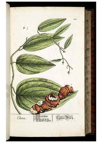 Reproducción/Reproduction 8430046516: Herbarium Blackwellianum emendatum et auctum, id est, Elisabethae Blackwell collectio stirpium. Norimbergae : Typis Io. Iosephi Fleischmanni, 1750-1773.