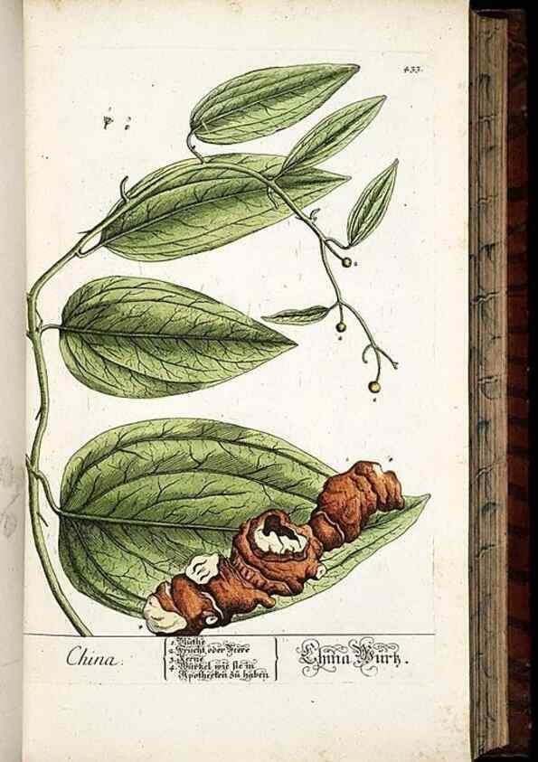 Reproducción/Reproduction 8430046516: Herbarium Blackwellianum emendatum et auctum, id est, Elisabethae Blackwell collectio stirpium. Norimbergae : Typis Io. Iosephi Fleischmanni, 1750-1773.