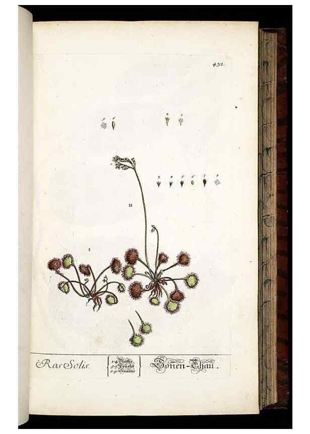 Reproducción/Reproduction 8428957951: Herbarium Blackwellianum emendatum et auctum, id est, Elisabethae Blackwell collectio stirpium. Norimbergae : Typis Io. Iosephi Fleischmanni, 1750-1773.