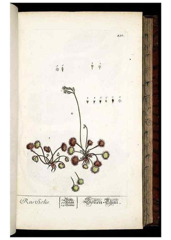 Reproducción/Reproduction 8428957951: Herbarium Blackwellianum emendatum et auctum, id est, Elisabethae Blackwell collectio stirpium. Norimbergae : Typis Io. Iosephi Fleischmanni, 1750-1773.