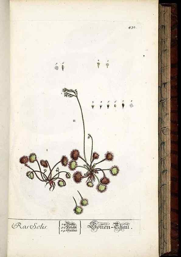 Reproducción/Reproduction 8428957951: Herbarium Blackwellianum emendatum et auctum, id est, Elisabethae Blackwell collectio stirpium. Norimbergae : Typis Io. Iosephi Fleischmanni, 1750-1773.