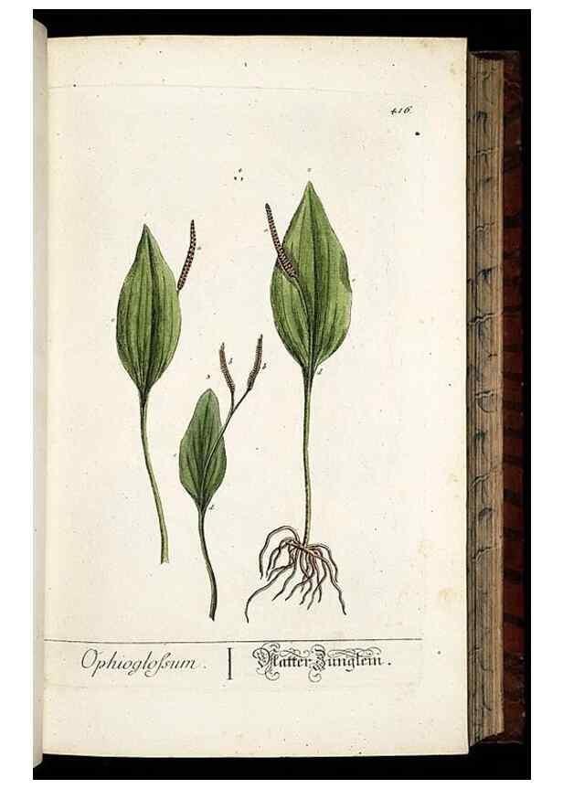 Reproducción/Reproduction 8430042726: Herbarium Blackwellianum emendatum et auctum, id est, Elisabethae Blackwell collectio stirpium. Norimbergae : Typis Io. Iosephi Fleischmanni, 1750-1773.