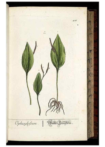 Reproducción/Reproduction 8430042726: Herbarium Blackwellianum emendatum et auctum, id est, Elisabethae Blackwell collectio stirpium. Norimbergae : Typis Io. Iosephi Fleischmanni, 1750-1773.
