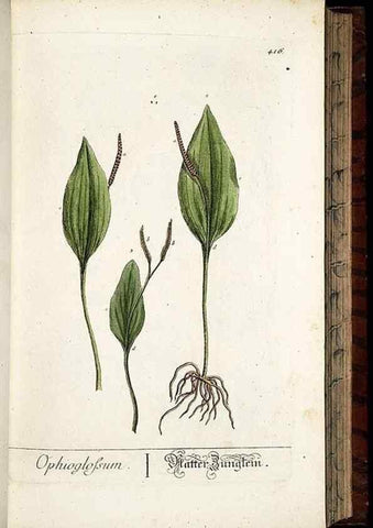 Reproducción/Reproduction 8430042726: Herbarium Blackwellianum emendatum et auctum, id est, Elisabethae Blackwell collectio stirpium. Norimbergae : Typis Io. Iosephi Fleischmanni, 1750-1773.