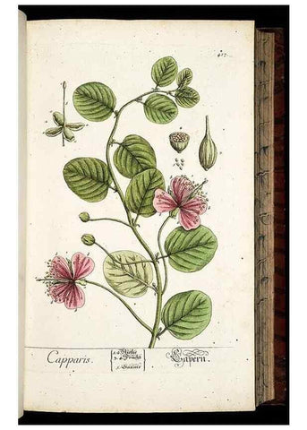 Reproducción/Reproduction 8428954391: Herbarium Blackwellianum emendatum et auctum, id est, Elisabethae Blackwell collectio stirpium. Norimbergae : Typis Io. Iosephi Fleischmanni, 1750-1773.