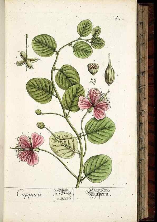 Reproducción/Reproduction 8428954391: Herbarium Blackwellianum emendatum et auctum, id est, Elisabethae Blackwell collectio stirpium. Norimbergae : Typis Io. Iosephi Fleischmanni, 1750-1773.