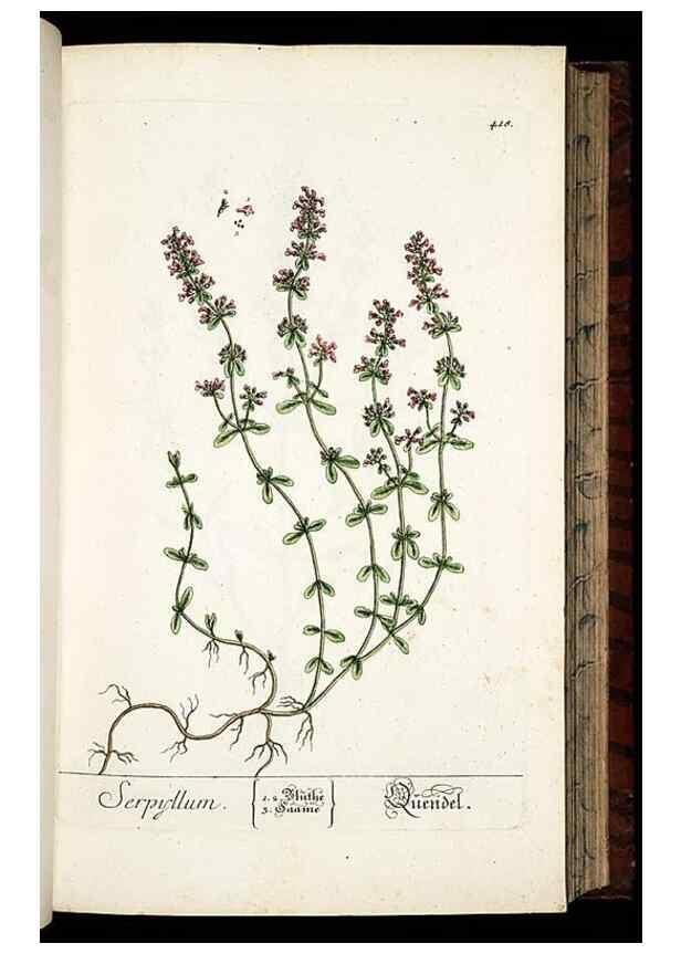 Reproducción/Reproduction 8430043278: Herbarium Blackwellianum emendatum et auctum, id est, Elisabethae Blackwell collectio stirpium. Norimbergae : Typis Io. Iosephi Fleischmanni, 1750-1773.