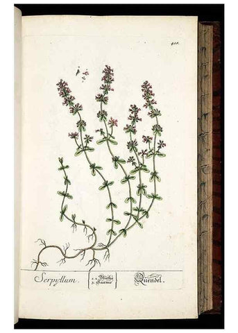 Reproducción/Reproduction 8430043278: Herbarium Blackwellianum emendatum et auctum, id est, Elisabethae Blackwell collectio stirpium. Norimbergae : Typis Io. Iosephi Fleischmanni, 1750-1773.