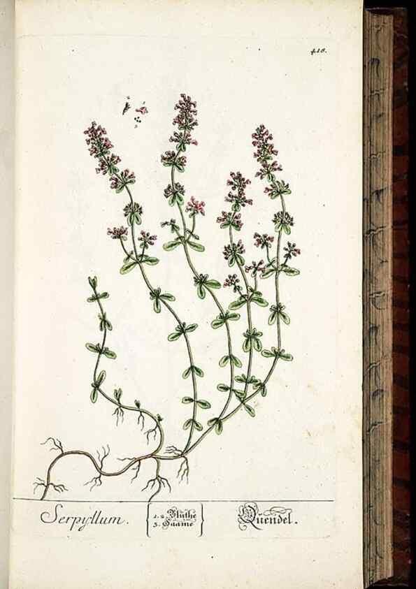 Reproducción/Reproduction 8430043278: Herbarium Blackwellianum emendatum et auctum, id est, Elisabethae Blackwell collectio stirpium. Norimbergae : Typis Io. Iosephi Fleischmanni, 1750-1773.