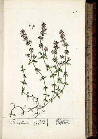 Reproducción/Reproduction 8430043278: Herbarium Blackwellianum emendatum et auctum, id est, Elisabethae Blackwell collectio stirpium. Norimbergae : Typis Io. Iosephi Fleischmanni, 1750-1773.