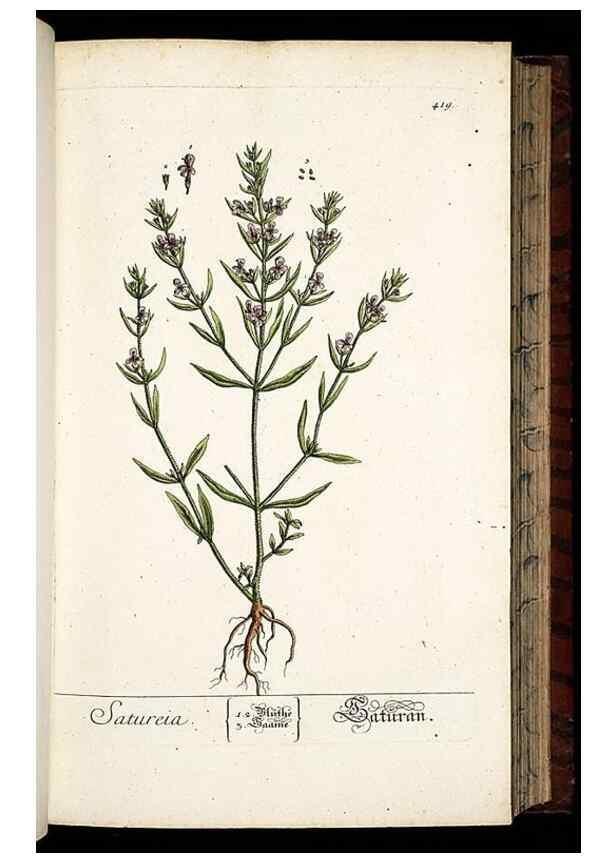 Reproducción/Reproduction 8428955451: Herbarium Blackwellianum emendatum et auctum, id est, Elisabethae Blackwell collectio stirpium. Norimbergae : Typis Io. Iosephi Fleischmanni, 1750-1773.