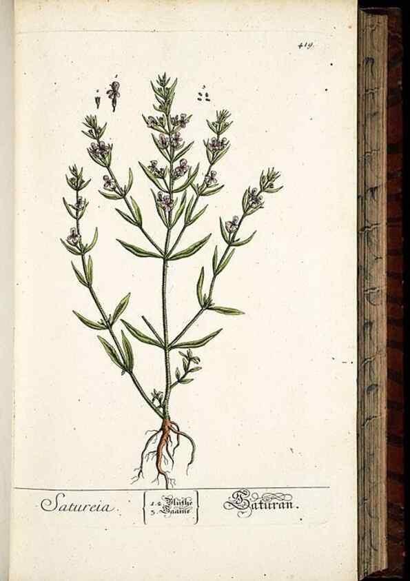 Reproducción/Reproduction 8428955451: Herbarium Blackwellianum emendatum et auctum, id est, Elisabethae Blackwell collectio stirpium. Norimbergae : Typis Io. Iosephi Fleischmanni, 1750-1773.