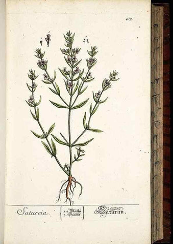 Reproducción/Reproduction 8428955451: Herbarium Blackwellianum emendatum et auctum, id est, Elisabethae Blackwell collectio stirpium. Norimbergae : Typis Io. Iosephi Fleischmanni, 1750-1773.