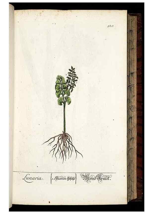 Reproducción/Reproduction 8428955587: Herbarium Blackwellianum emendatum et auctum, id est, Elisabethae Blackwell collectio stirpium. Norimbergae : Typis Io. Iosephi Fleischmanni, 1750-1773.