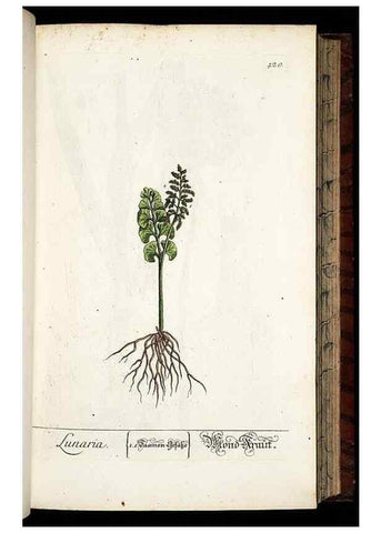 Reproducción/Reproduction 8428955587: Herbarium Blackwellianum emendatum et auctum, id est, Elisabethae Blackwell collectio stirpium. Norimbergae : Typis Io. Iosephi Fleischmanni, 1750-1773.
