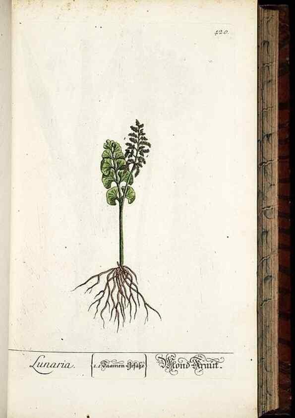 Reproducción/Reproduction 8428955587: Herbarium Blackwellianum emendatum et auctum, id est, Elisabethae Blackwell collectio stirpium. Norimbergae : Typis Io. Iosephi Fleischmanni, 1750-1773.